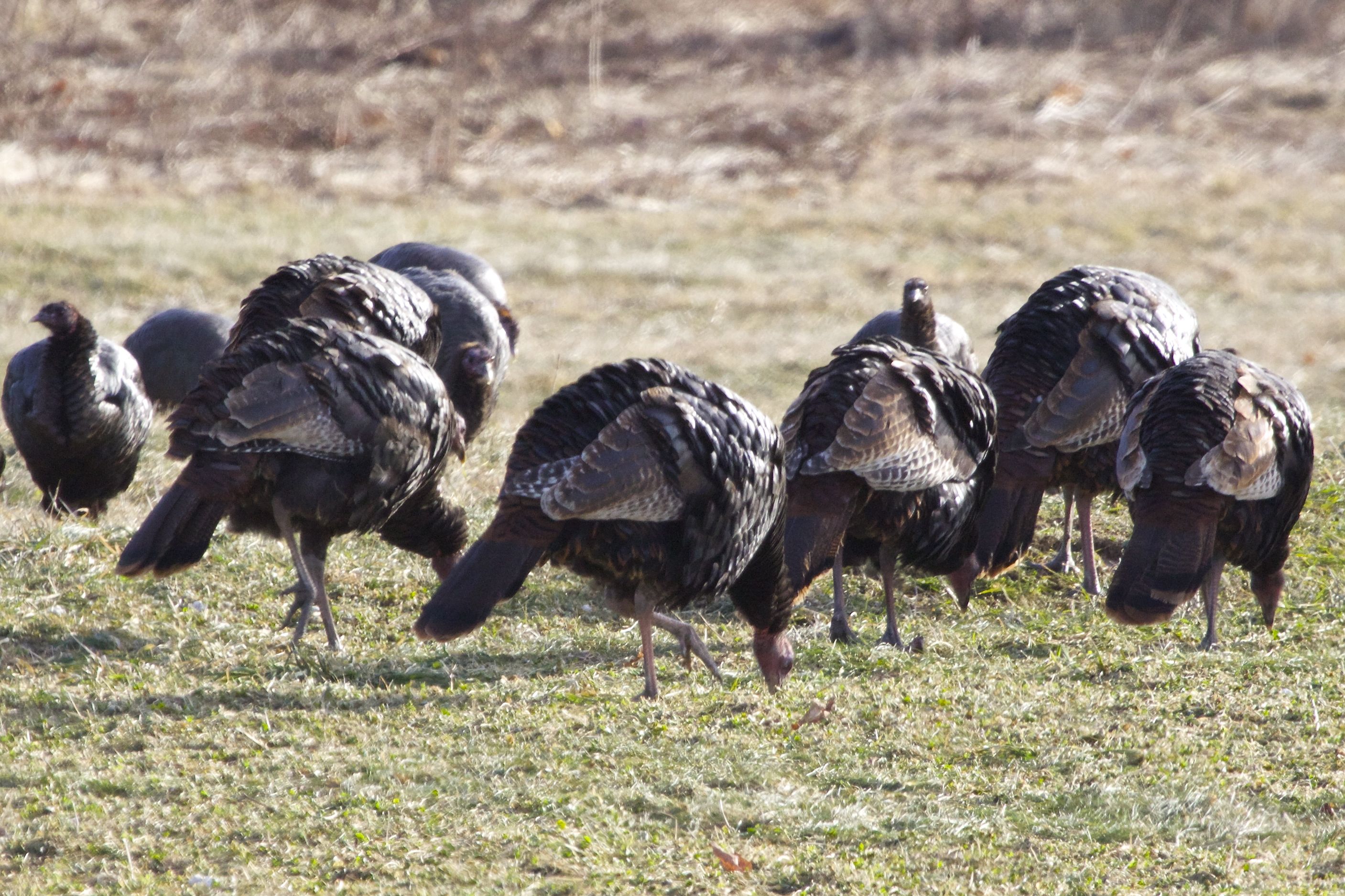 How to Clean a Turkey? Easy Steps to Follow!